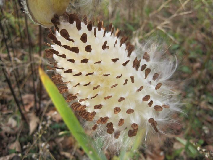 The Amazing Ways That Plants Disperse Seeds Almanac